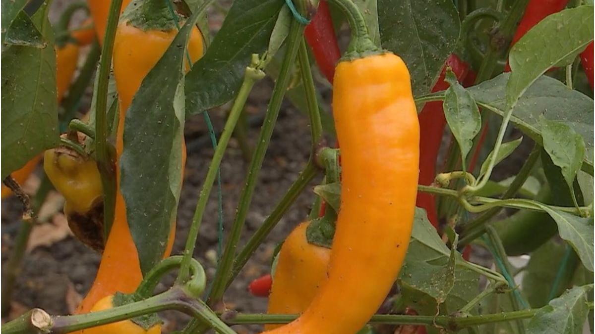 cercetatori buzau creat ardei iute atins doar cu echipament protectie