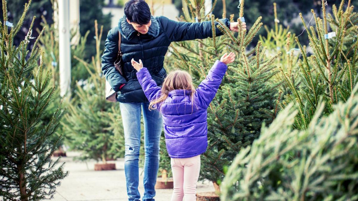 brazi craciun vanzare romsilva preturi