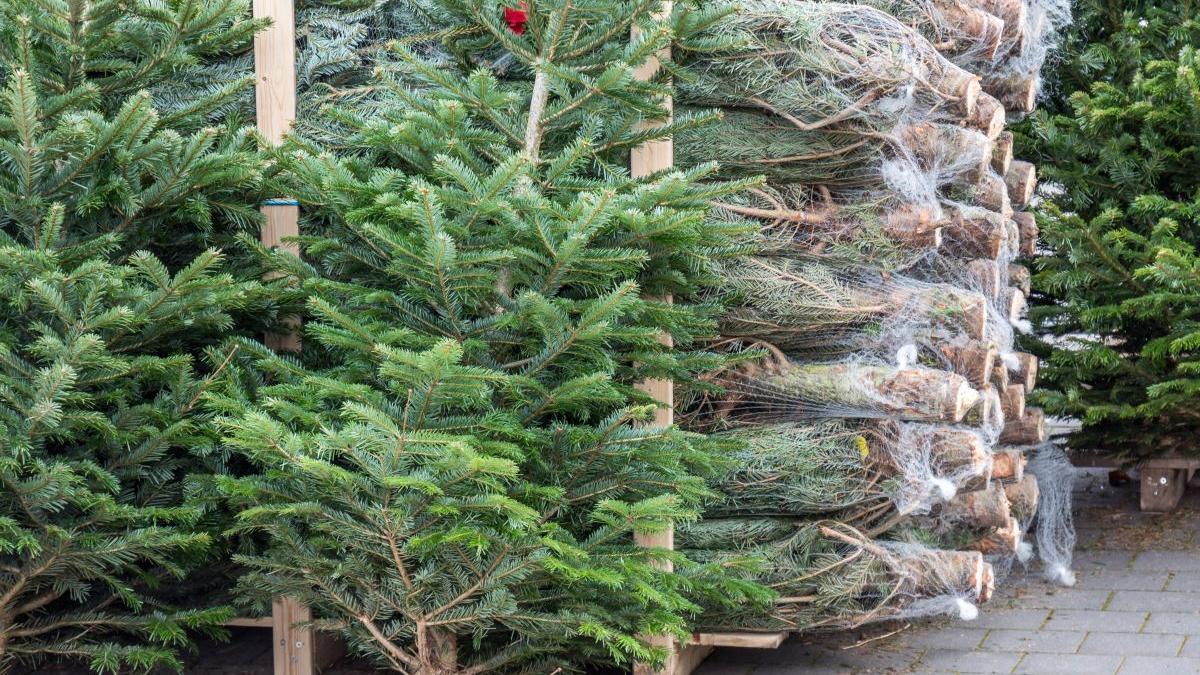 cei mai ieftini brazi craziun 15 lei romsilva