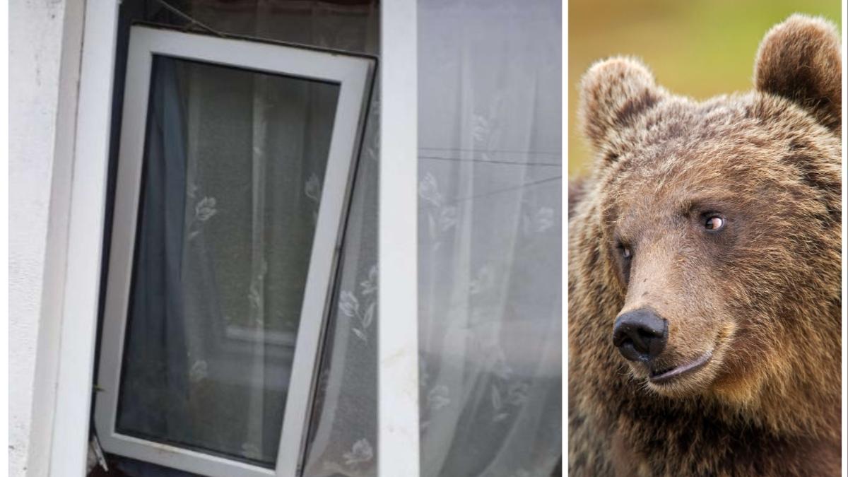 urs chilie maica schit papusa mancat conserve