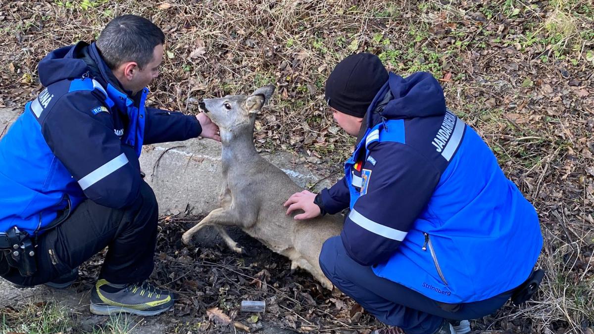 caprioara lovita masina salvata jandarm hunedoara