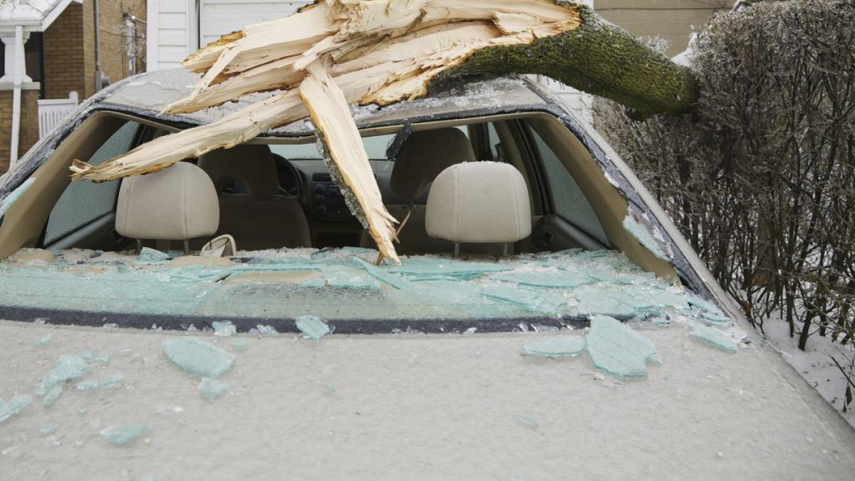 masini bucuresti vijelie copaci rupti