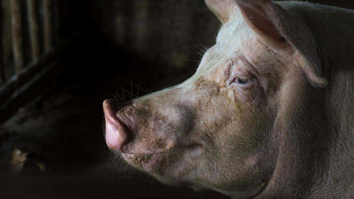 drama batran olt porc furat hoti vantut judet valcea ancheta politie