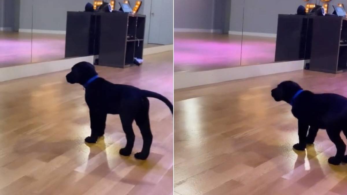 reactia adorabila catel cand vede oglinda