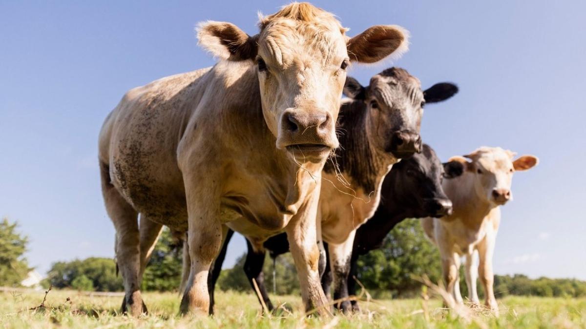 ue exclude ferme bovine reguli emisii poluante activitati agricole industriale