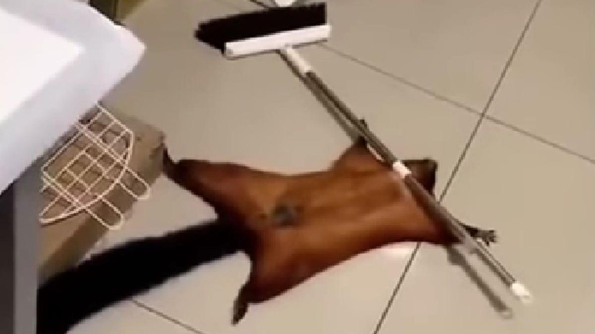 veverita virala inscenat moarte oscar