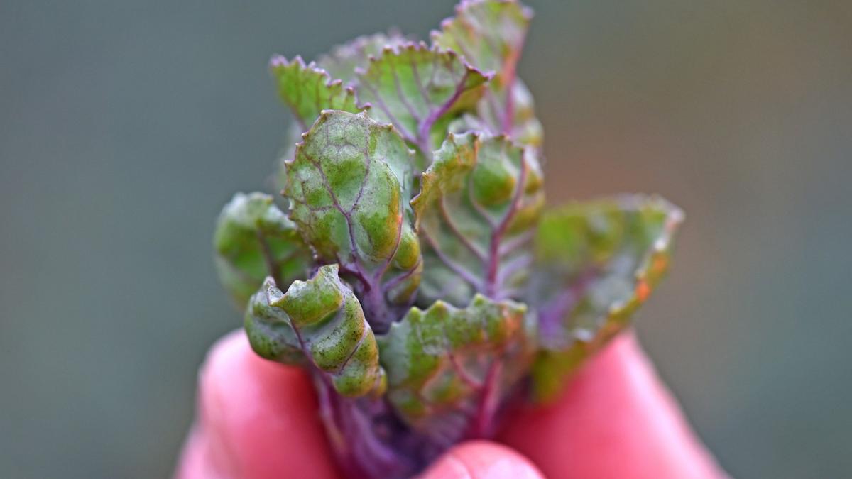 o noua leguma cultivata in romania un buzoian revolutioneaza bucataria nationala