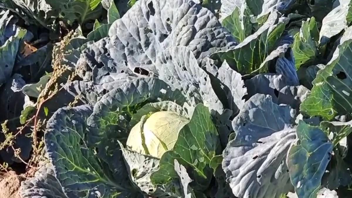 soi varza romaneasca reinviat 100 de ani licurisca