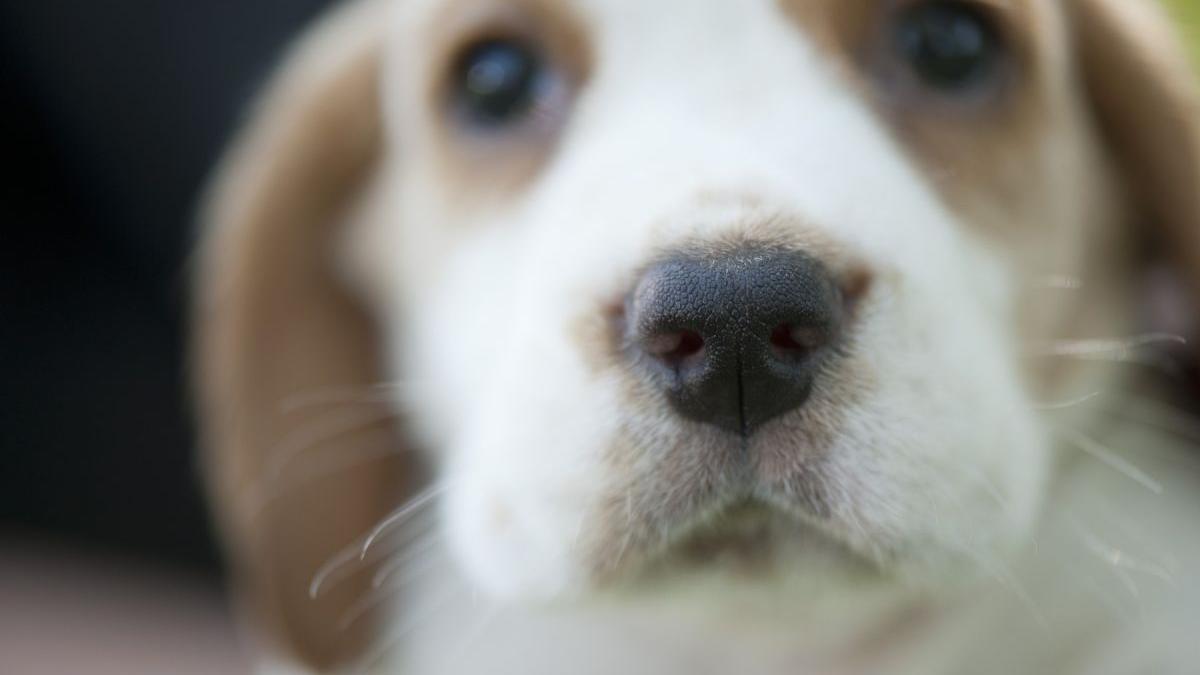 comisia europeana noi norme protectia animalelor