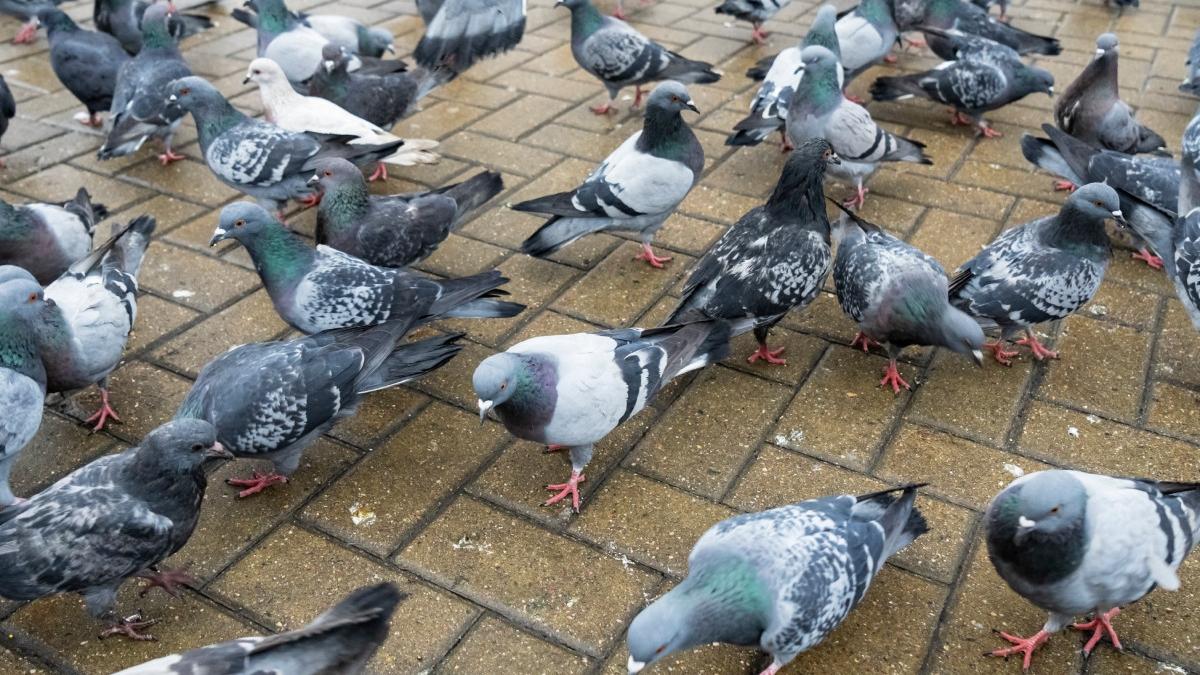 motiv neobisnuit taximatrist arestat japonia