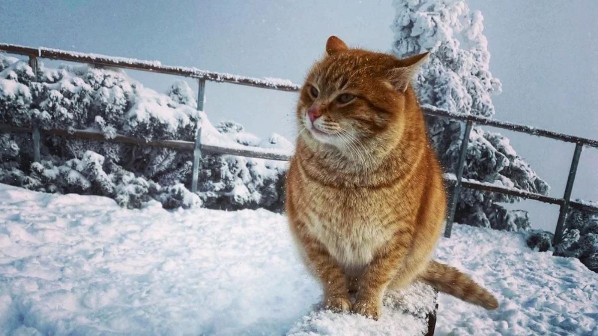 portocala motanul celebru de pe muntele ceahlau a cucerit si inimile internautilor