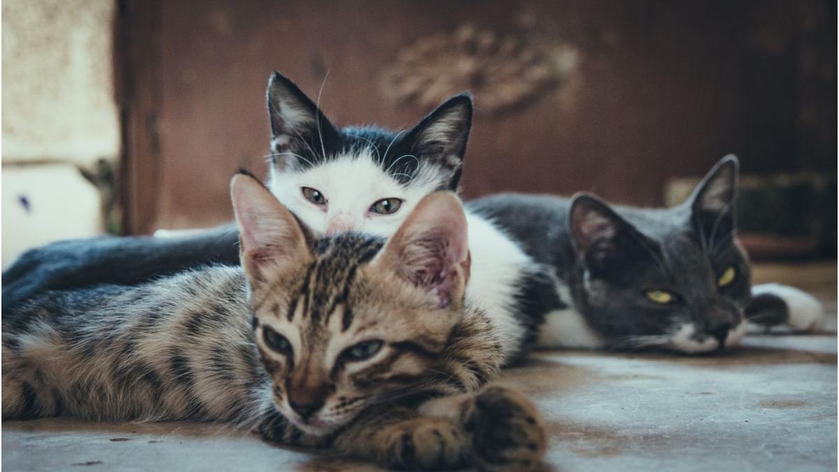 pompierii giurgiu salveaza pisica cu pui