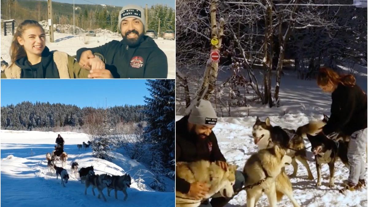 cerere in casatorie inedita harghita sanie husky