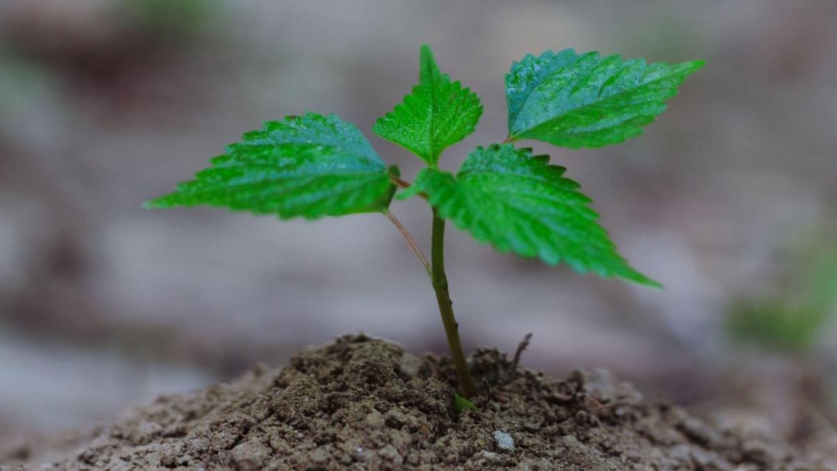 campanie nationala impadurire pnrr romani bani asistenta