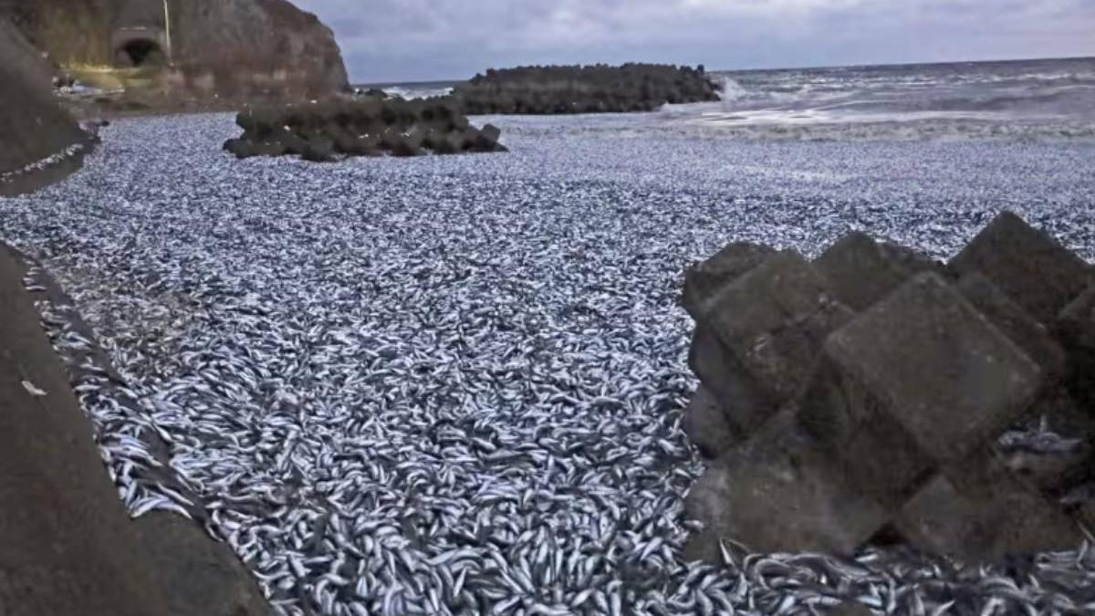 fenomen straniu tone pesti morti japonia