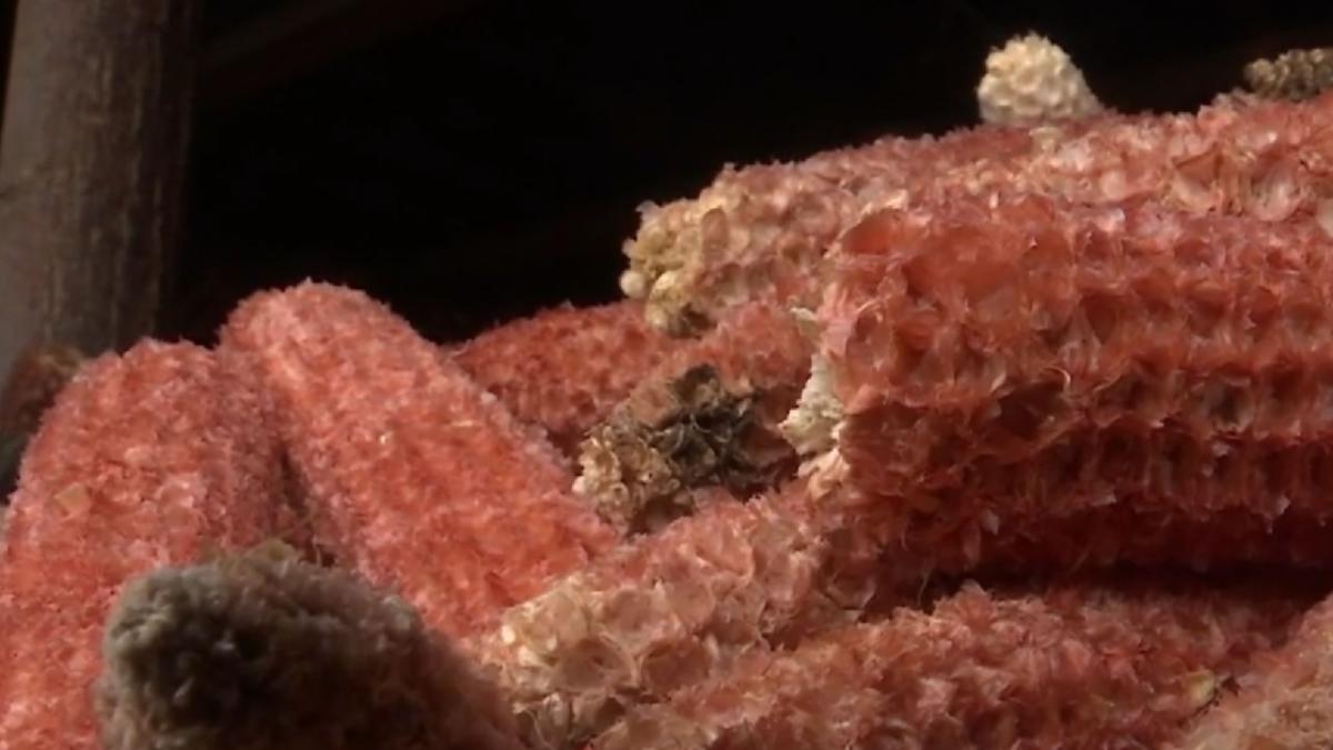 coceni porumb romanesti preturi europa magazine germania