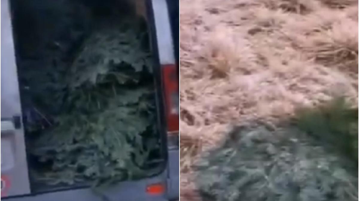 jaf padure cetina brad brasov predeal