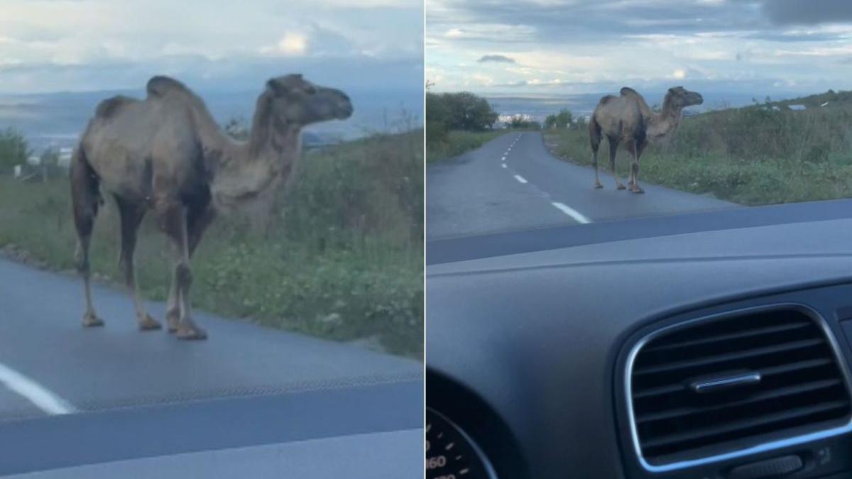 sofer cluj blocat telefon camila sosea