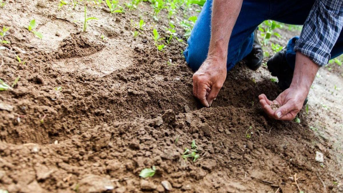 temperaturile ridicate dau peste cap agricultura