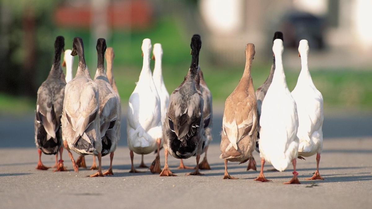 inchisoare gardieni inlocuit caini patrulare stol gaste