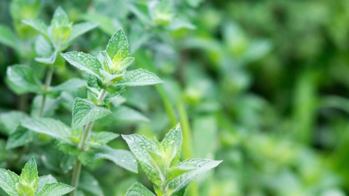 ritual menta atractie bani magnet 2024