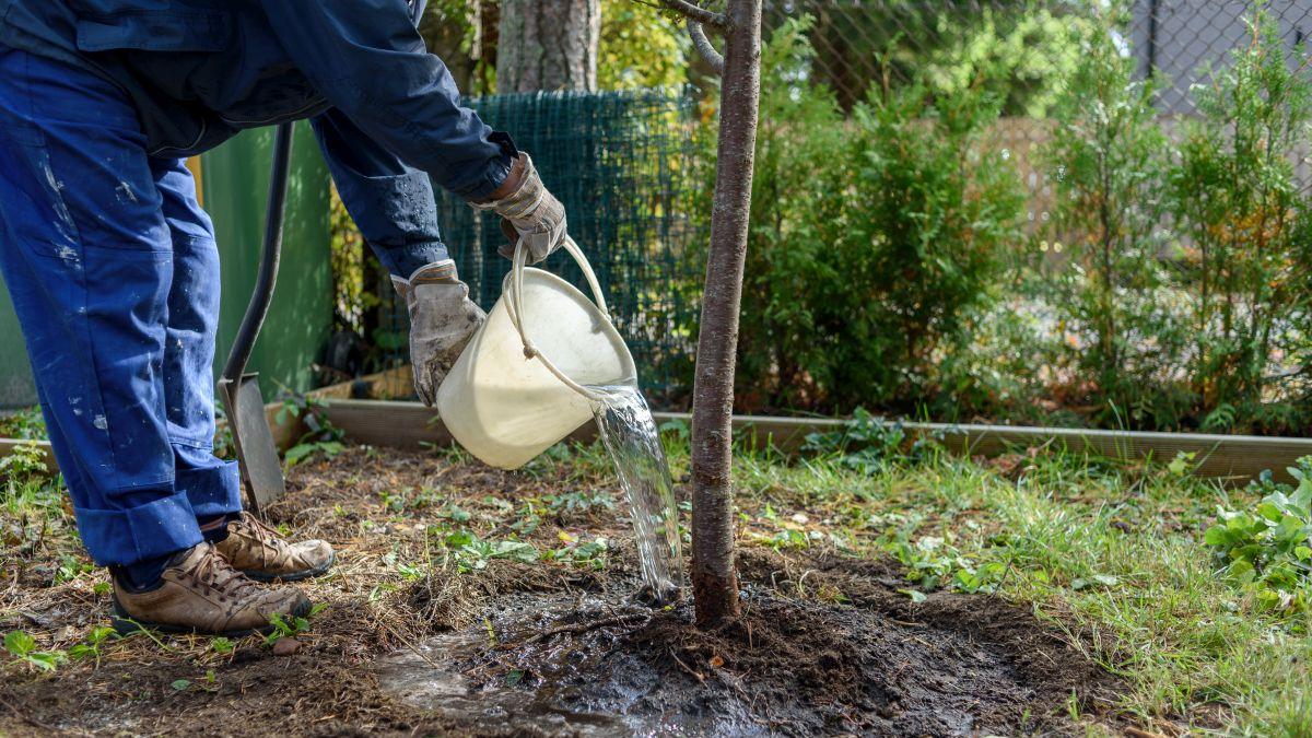 lege reguli plantare pomi fructiferi gard vecini proiect lege senat