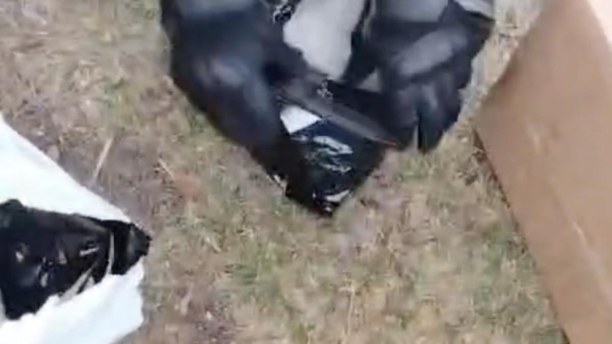 traficant prins flagrant diicot 50 kilograme droguri