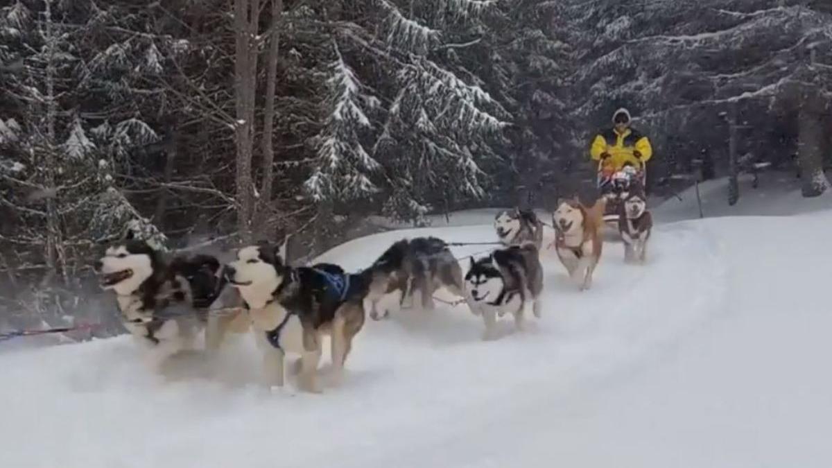 calatorii sanie trasa caini husky harghita