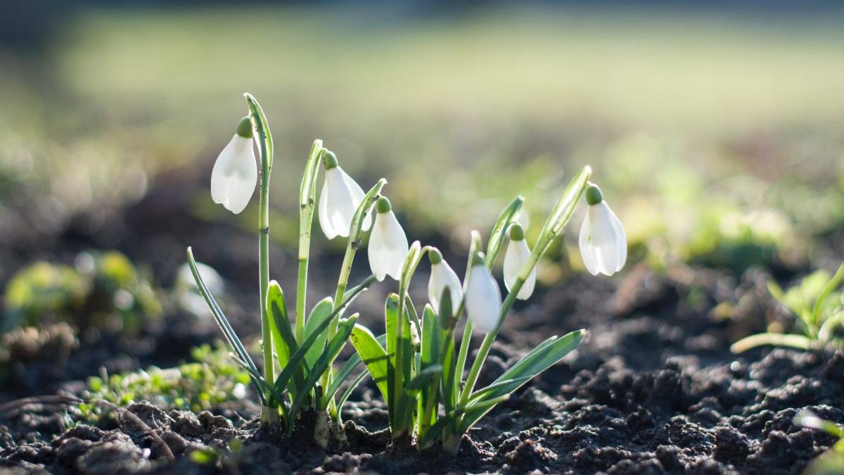 inflorit ghiocei magnolii inainte revelion incalzire globala da peste cap natura