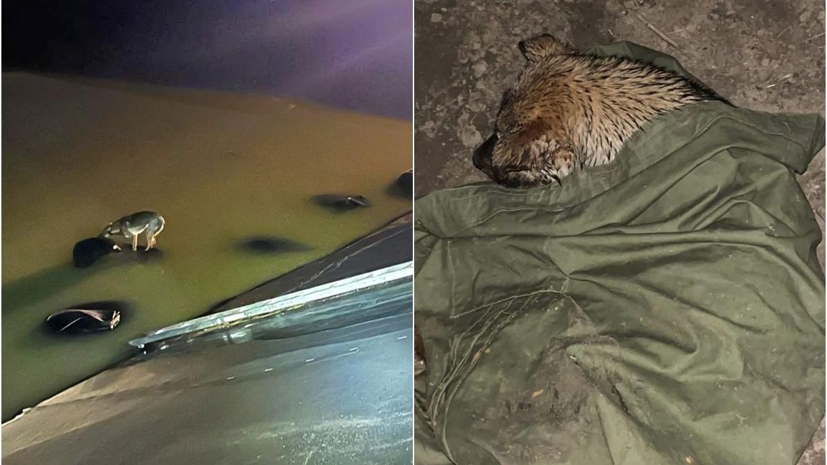 trei caini salvati pompieri canal adanc opt metri drumul expres colonesti