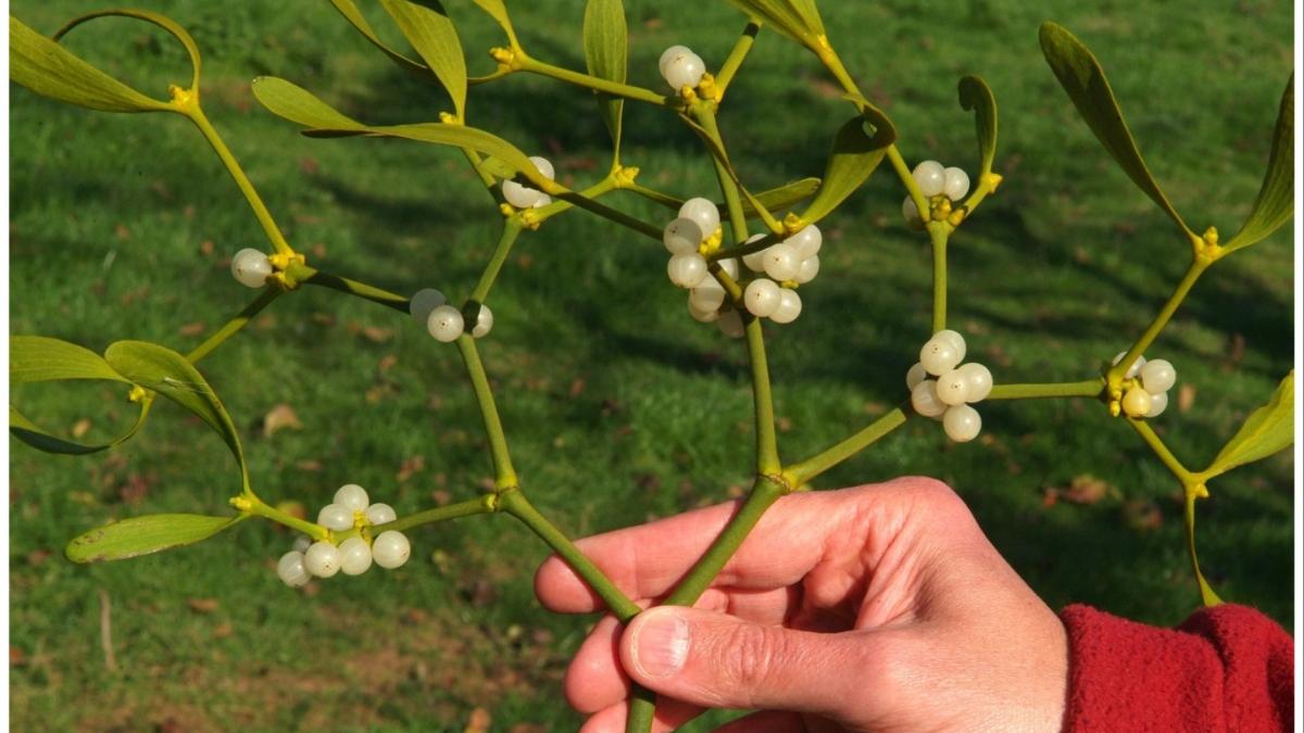 preturi vasc sarut obicei anul nou revelion