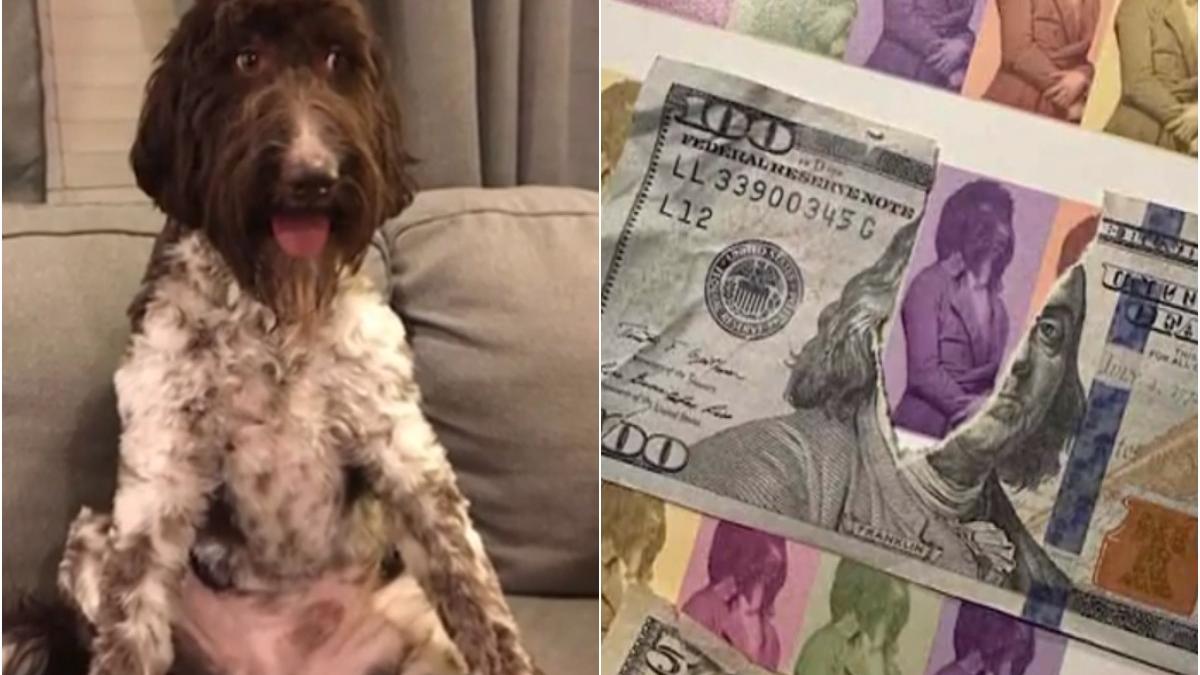 solutie stapan caine mancat 4 000 dolari masa