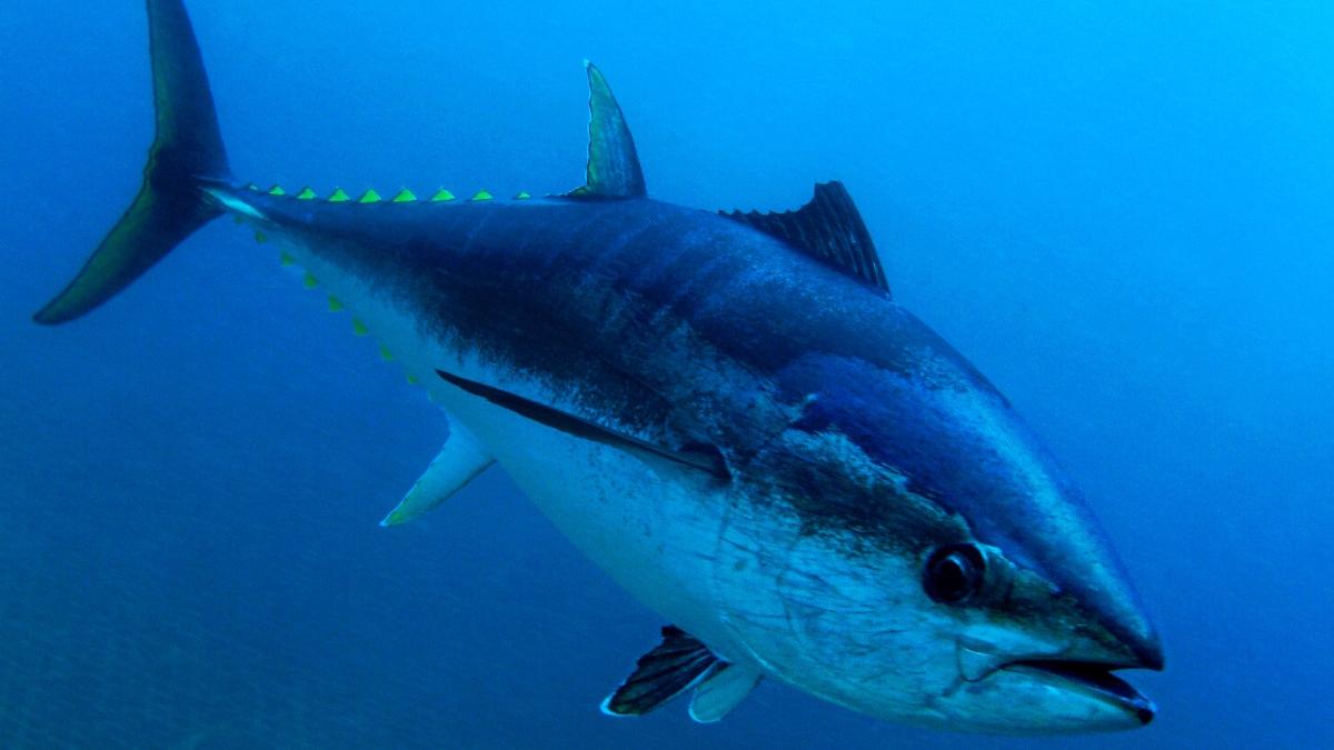 ton rosu vandut pret apartament lux japonia tokyo tara asiatica