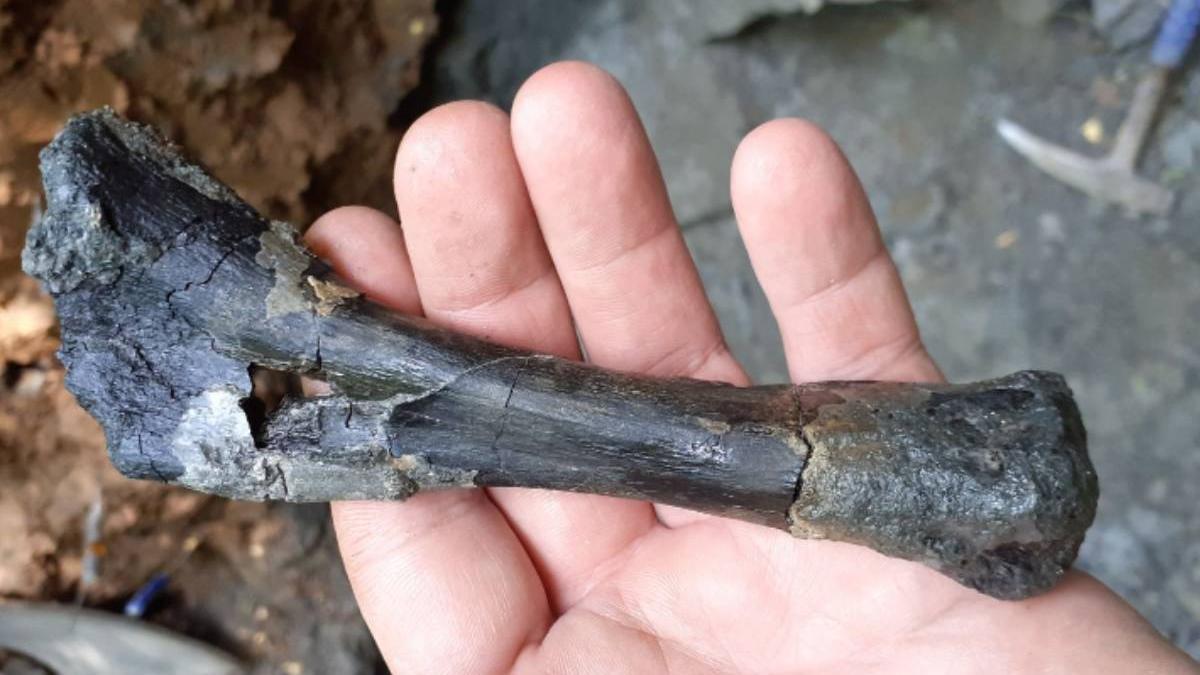 schelete dinozauri unici in lume descoperire tara hategului