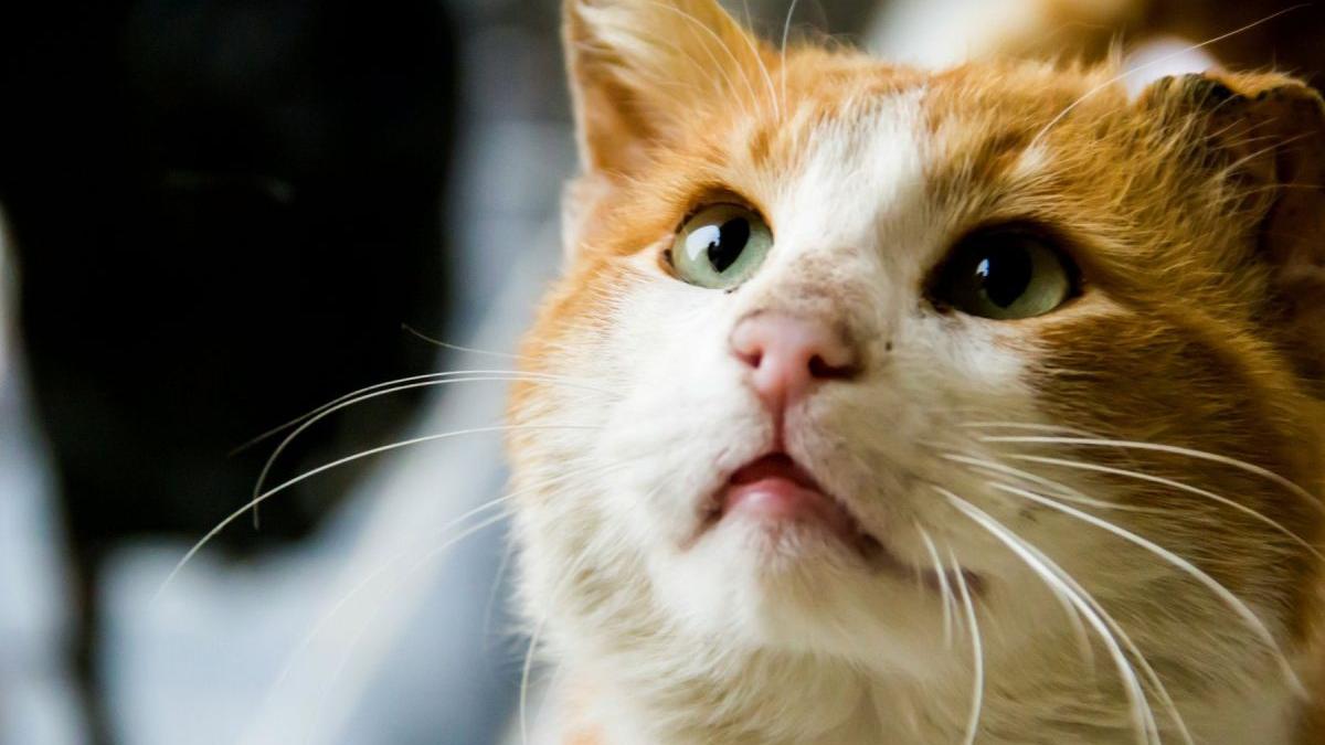 pisica disparuta sapte ani gasita sute de metri de casa