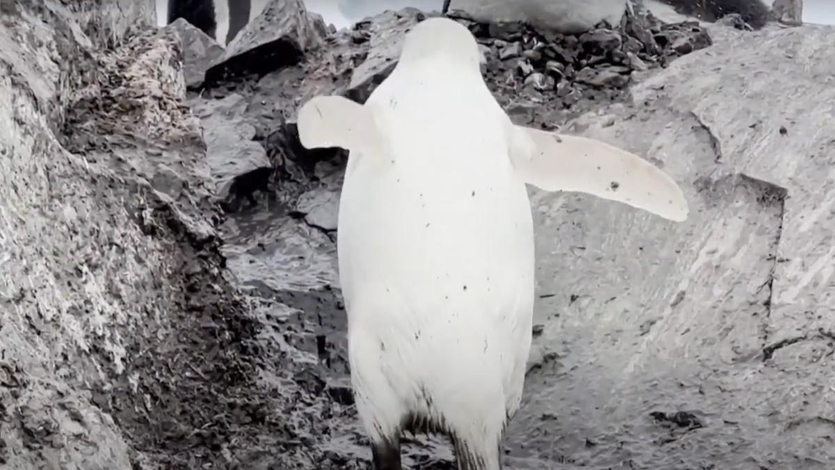 pinguin alb gentoo rar filmat antarctica