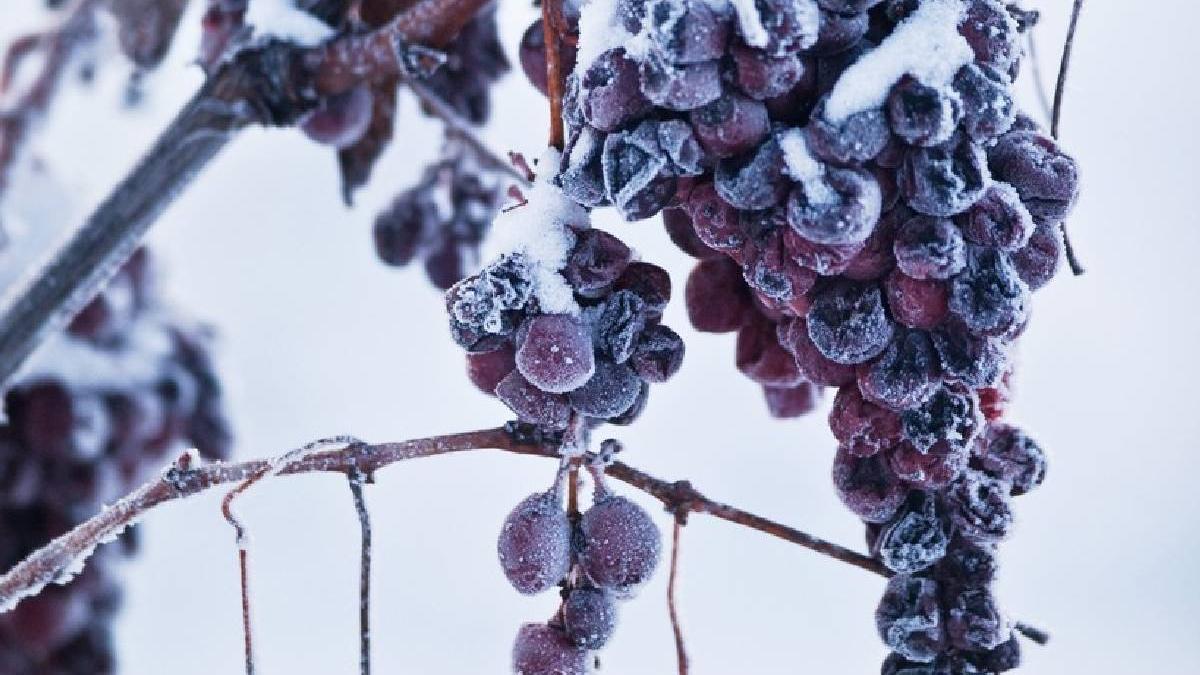 struguri culesi ger secret vin gheata produs romania gust unic papa francisc