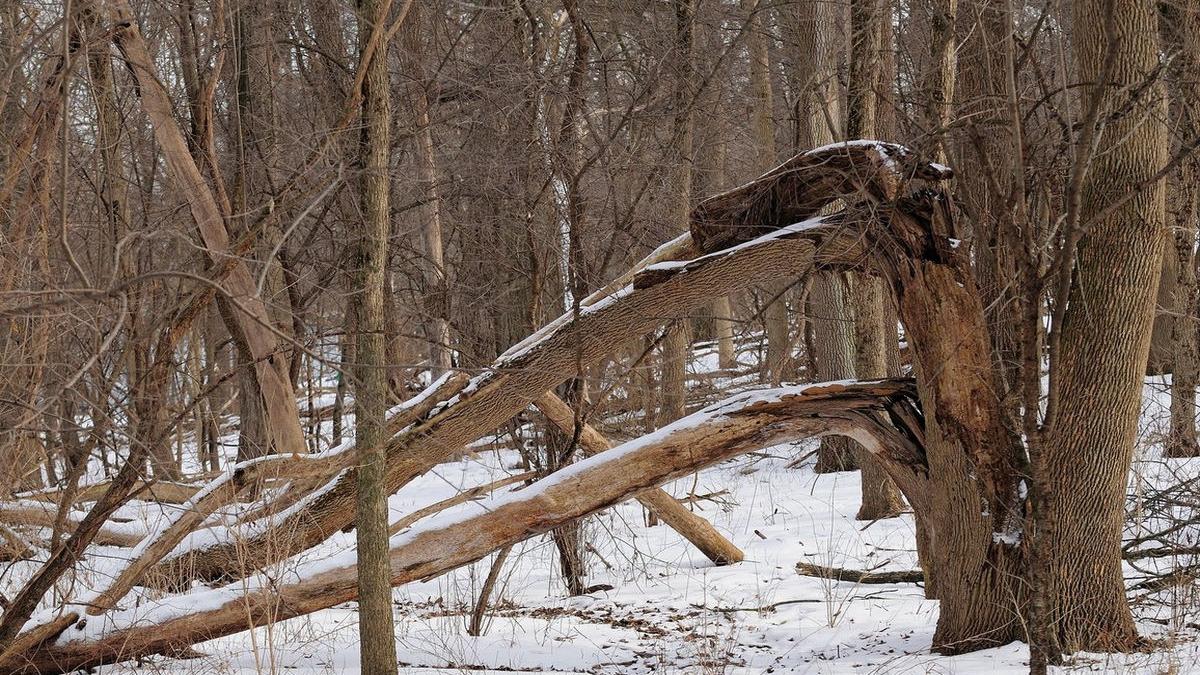 barbat arges copac padure baile olanesti