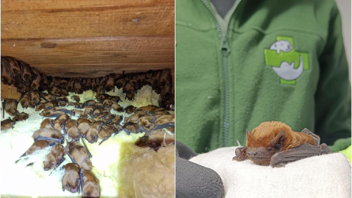 peste 3200 lilieci salvati pod cladire suceava