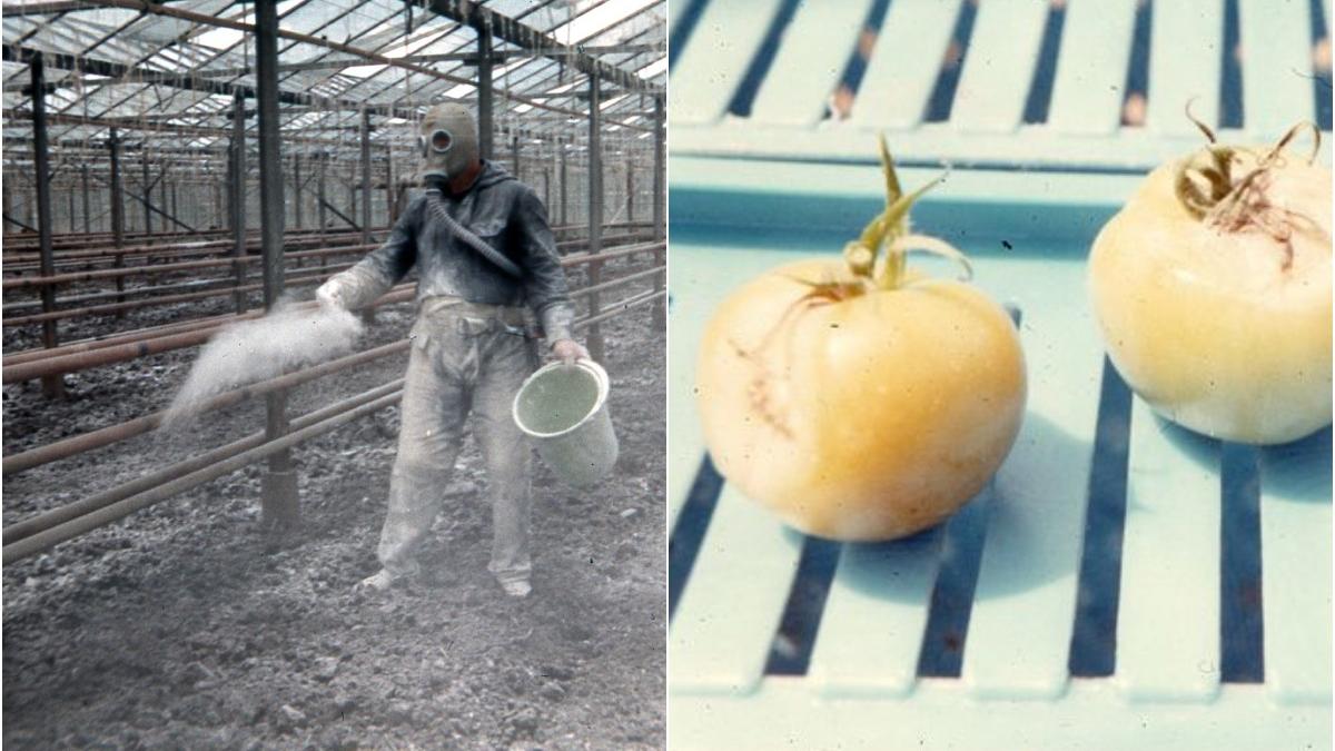 cultivare rosii perioada comunista