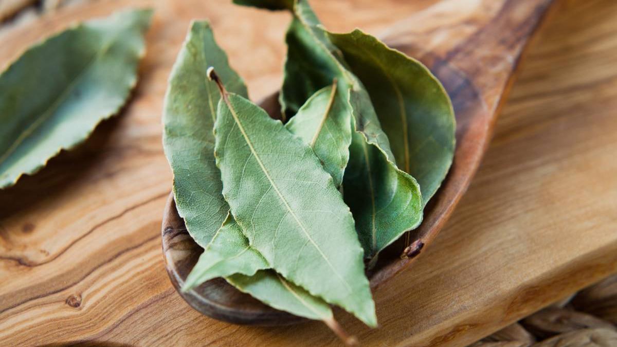 frunze dafin calorifer beneficii