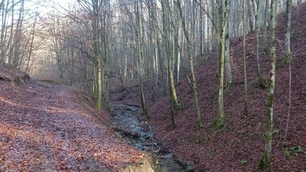 descoperire arheologica padure bihor inel aur vechi
