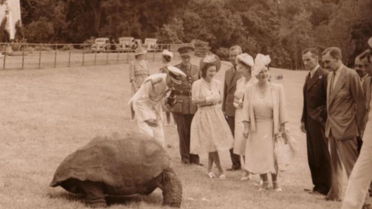 printul edward intalnire testoasa contemporana regine victoria elisabeta