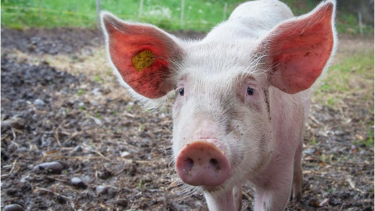 carnea de porc scumpa si de import