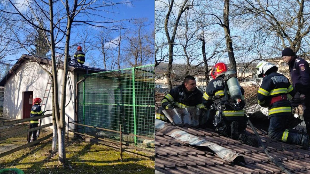 incendiu gradina zoologica ramnicu valcea acoperis pavilion maimute