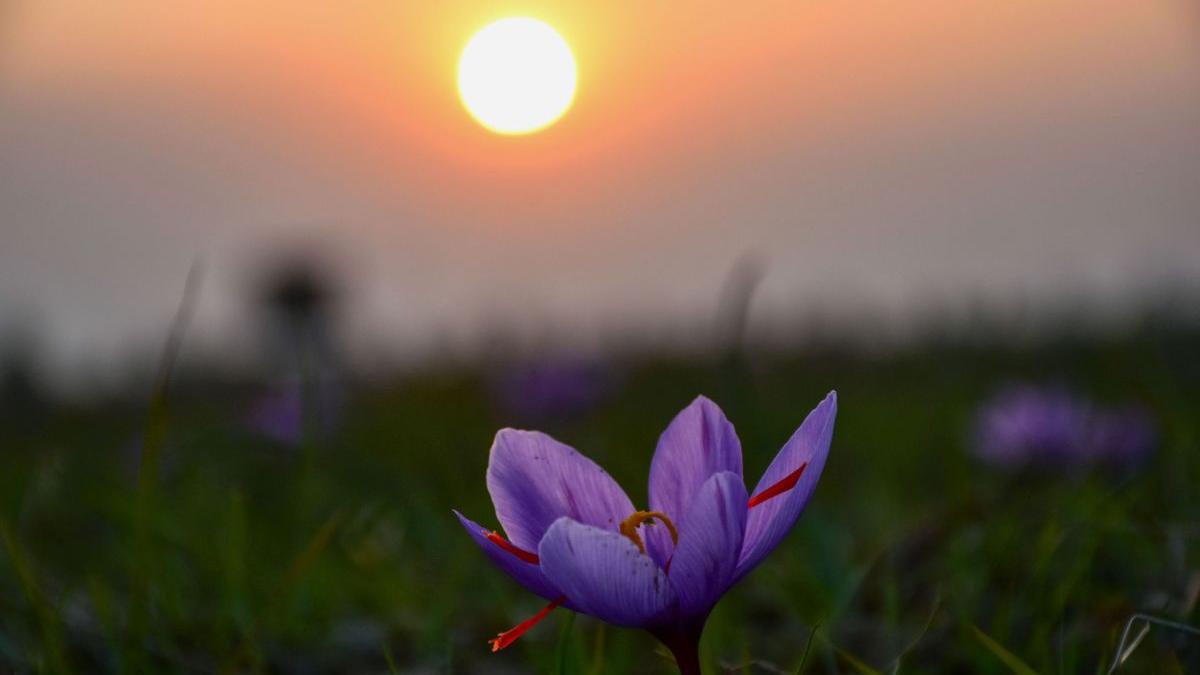 aliment nu se altereaza niciodata vremuri stravechu leac infectii ferit de umezeala