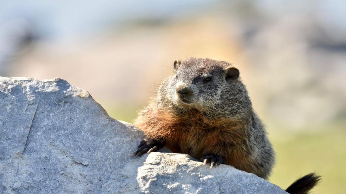Prognoza meteo făcută de Phil, cea mai vestită marmotă-meteorolog