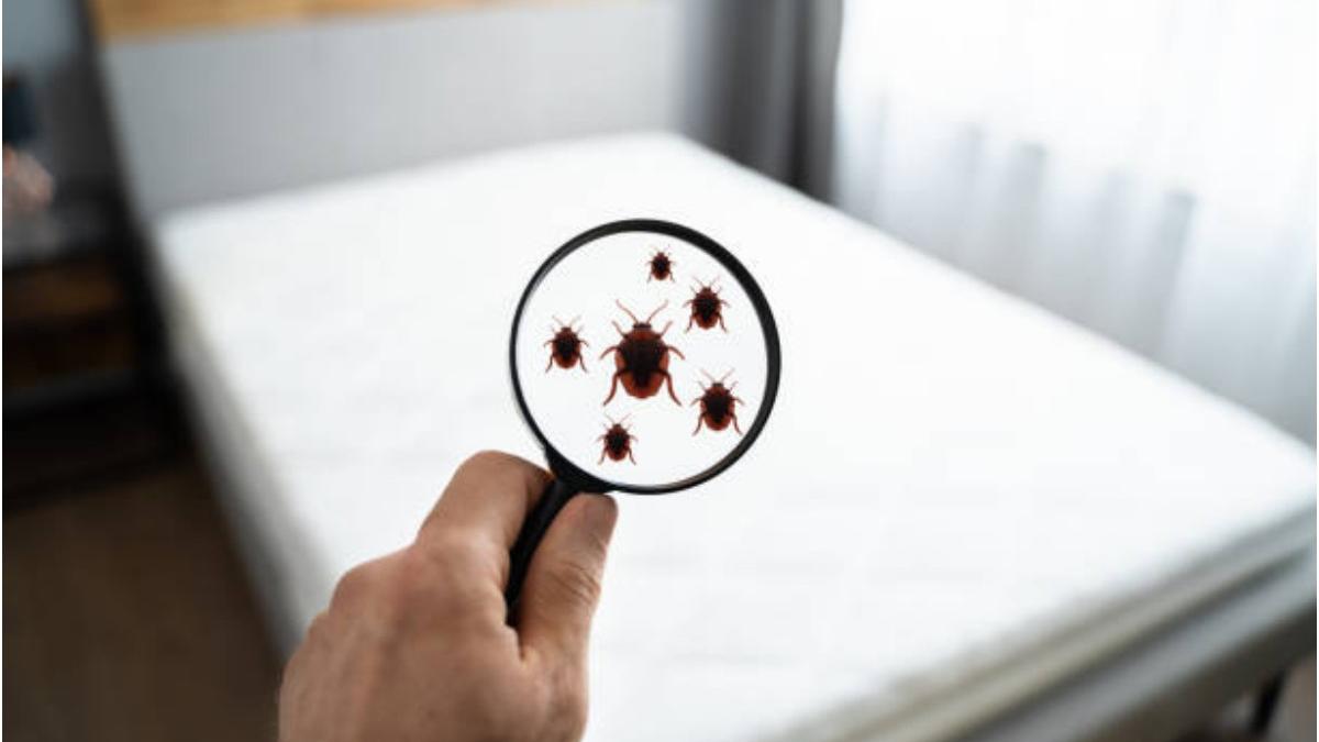 invazie plosnite bucuresti firme dezinsectie