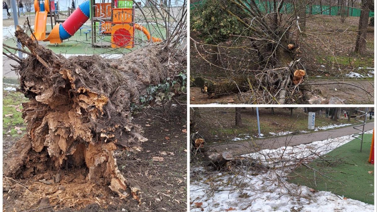 Un copac putred s-a prăbuşit peste un loc de joacă, în parcul Bordei din Bucureşti