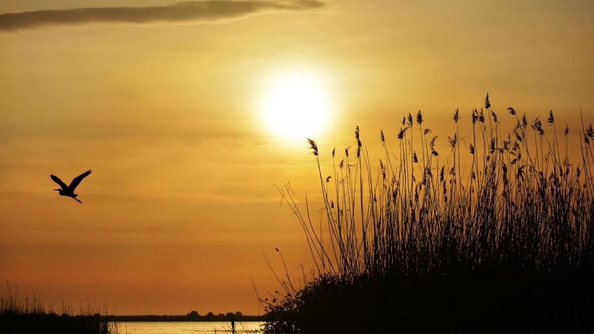 pasarea rara iarna romania pelican cret